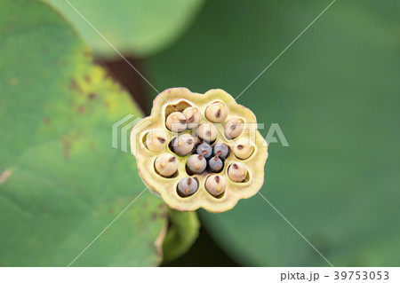 湘南鵠沼のハス 39753053