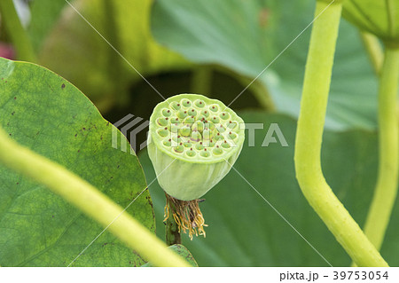 湘南鵠沼のハス 39753054