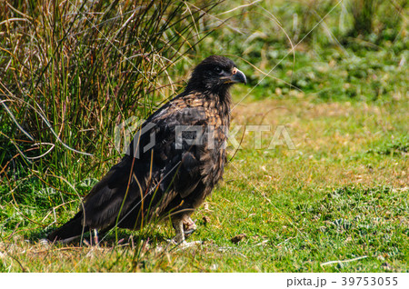 Striated Caracara on the Falkland Islands Striated Caracara on the Falkland Islands 39753055