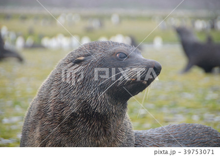 Fur Seals on South Georgia's Salisbury Plains 39753071
