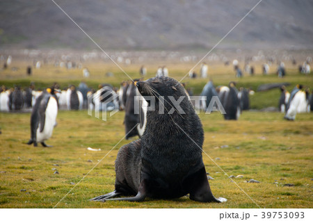 Fur Seals on South Georgia's Salisbury Plains 39753093