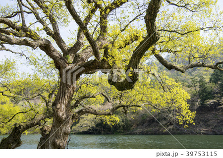 木 川 河 39753115