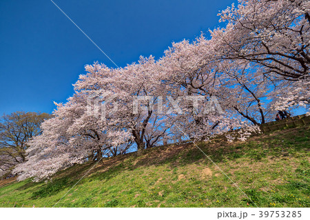 青空と背割堤の桜 39753285