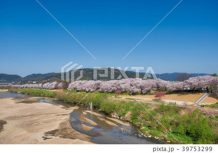 淀川河川公園背割堤の桜、全景 39753299