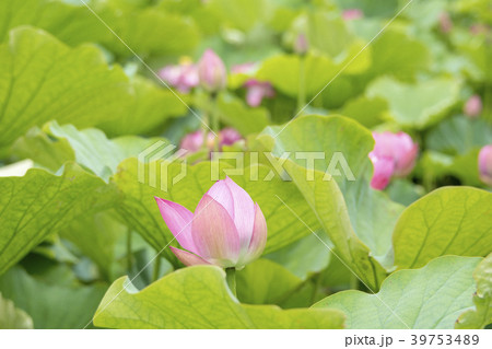 湘南鵠沼のハス 湘南鵠沼のハス 39753489
