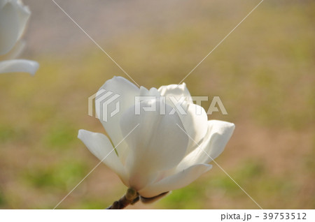 白い清楚な花 白い清楚な花 39753512