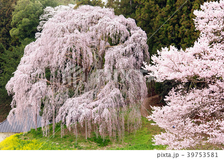 合戦場のしだれ桜 福島県の写真素材