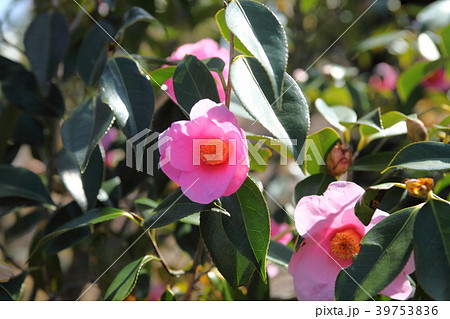 万葉の岬　つばき 39753836
