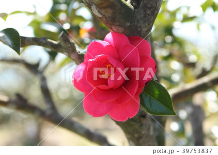 万葉の岬　つばき 39753837