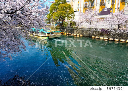 横浜大岡川で満開を迎えたさくらと屋形船 39754394