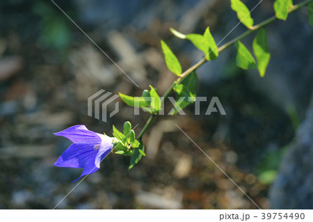 桔梗 39754490