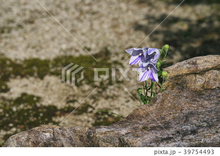 桔梗 39754493