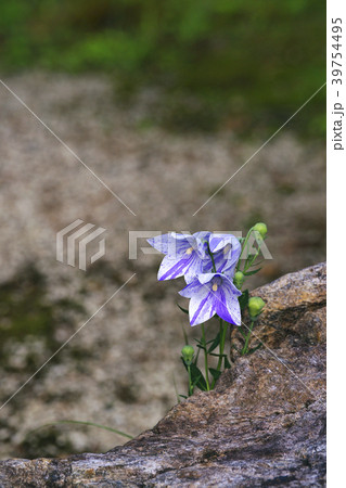 桔梗 39754495