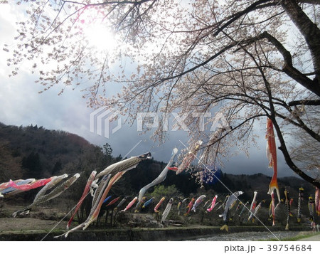 高瀬川　桜と鯉のぼり 39754684