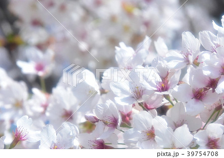 桜の花 桜の花 39754708