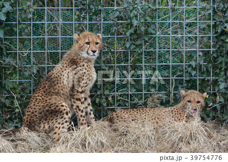 伊豆アニマルキングダムのチーター 39754776