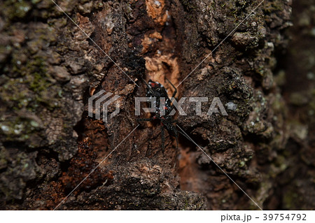 ヨコヅナサシガメ(幼虫) 39754792