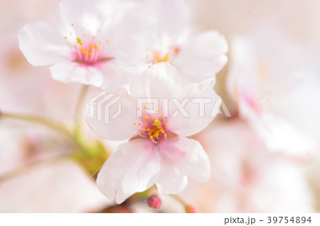 姫路城の桜 39754894