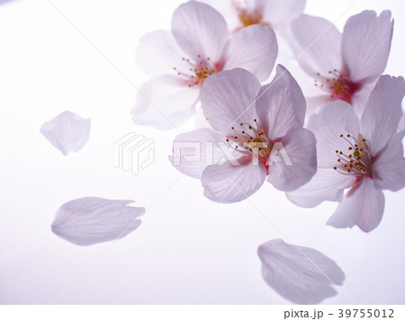 淡い桜の花びら 39755012