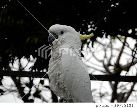 アオメキバタン triton cockatoo 鳥 アオメキバタン triton cockatoo 鳥 39755101