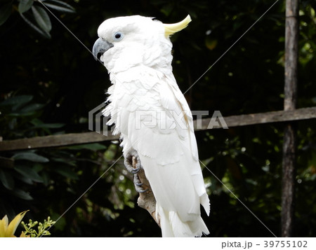 アオメキバタン　triton cockatoo 鳥 39755102