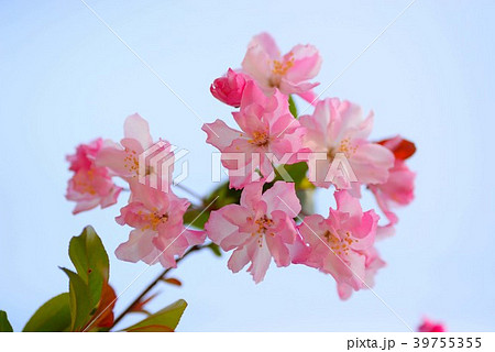 鎌倉古寺で可憐に咲く海棠の花 39755355