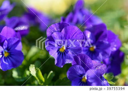 朝露に濡れる花 39755394