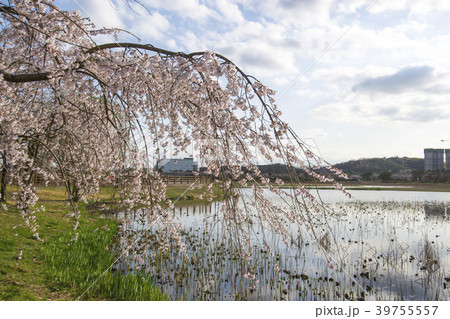 桜 湖 ギャラリー遊園地 39755557