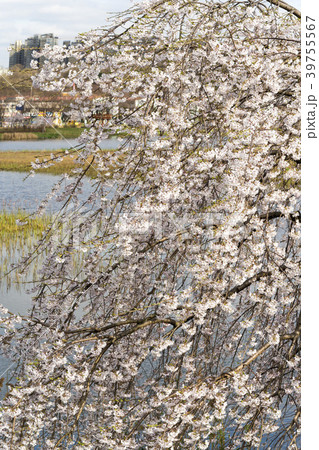 桜 ギャラリー遊園地 安山市 39755567