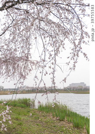桜 安山市 京畿道 39755583