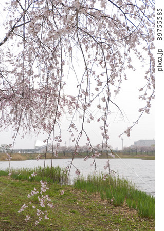 桜 安山市 京畿道 39755585