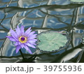 ハス 39755936