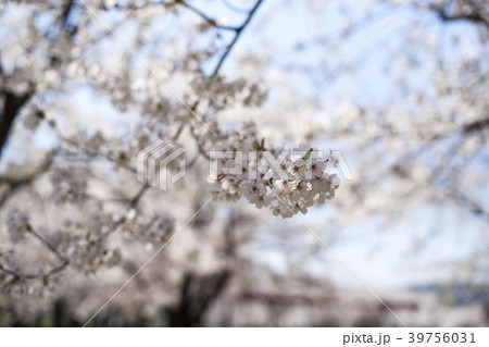 桜 ギャラリー遊園地 安山市 39756031