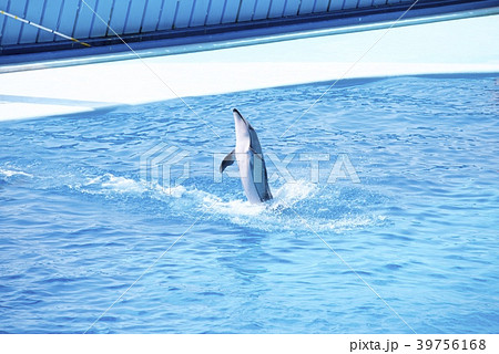 和歌山県南紀白浜のアドベンチャーワールドのドルフィンショーの写真素材