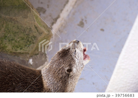 和歌山県南紀白浜のアドベンチャーワールドのコツメカワウソ 39756683
