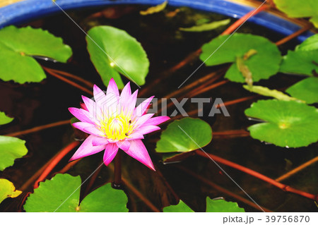 lotus flower in water bowl lotus flower in water bowl 39756870