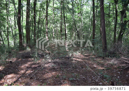 勝沼城跡 39756871