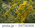 みつばち 39756906