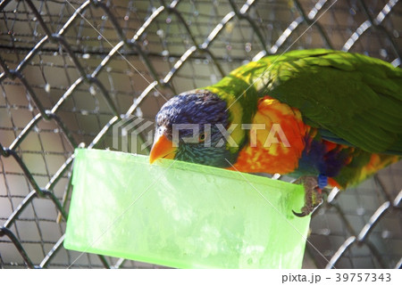 和歌山県南紀白浜のアドベンチャーワールドのゴシキセイガイインコ 39757343