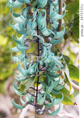 ヒスイカズラの花満開の写真素材