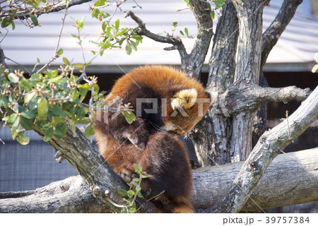 和歌山県南紀白浜のアドベンチャーワールドのレッサーパンダ 39757384