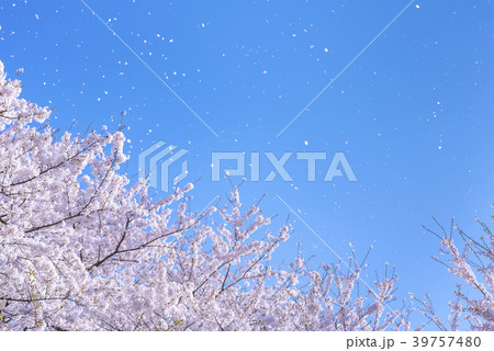 満開の桜と桜吹雪 39757480