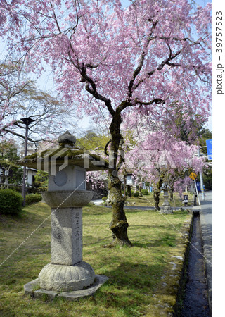 日吉大社の参道 39757523