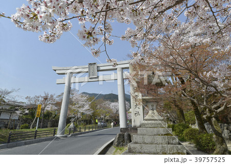 日吉大社　鳥居 39757525