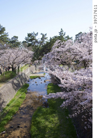 兵庫県西宮市夙川の桜 With電車 の写真素材