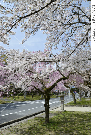 日吉馬場 39757671