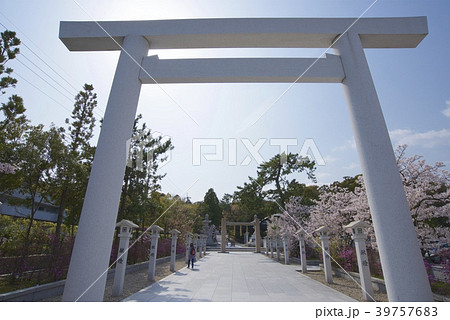 兵庫県西宮市の廣田神社の桜とコバノミツバツツジ 39757683