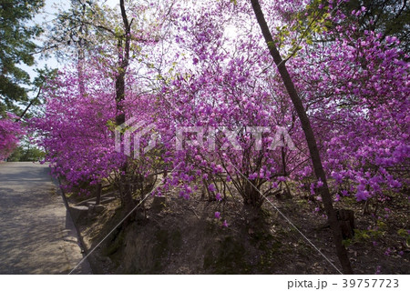 兵庫県西宮市の廣田神社の桜とコバノミツバツツジ 39757723