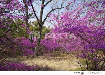 兵庫県西宮市の廣田神社のコバノミツバツツジ 39757893