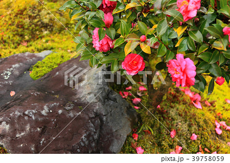 雨上がりの境内に咲く椿の花 雨上がりの境内に咲く椿の花 39758059